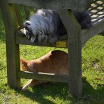 islay_sander_2016_02_bank1