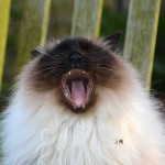 joschi_2016_02_yawn7