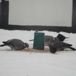 birdfeeder_2013_01_ringeltauben