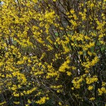 forsythien_2016_04