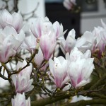 magnolie_2016_04