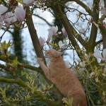 sander_2016_04_magnolie