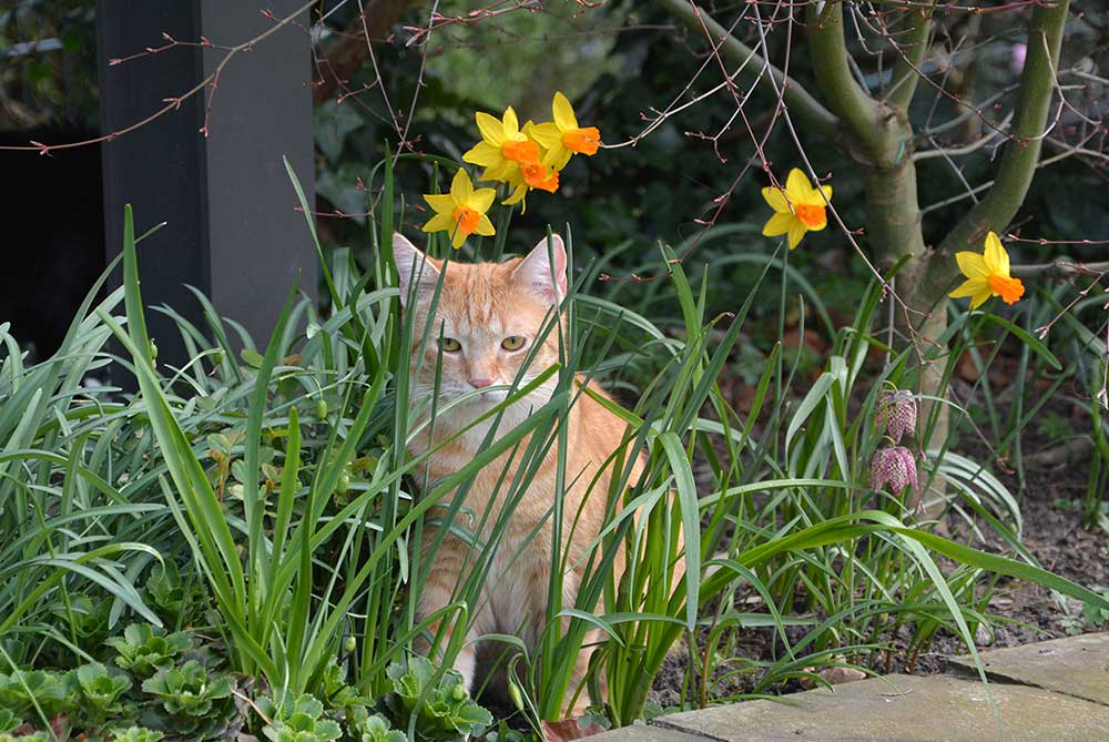 Teil 574 – Frühlingsgarten