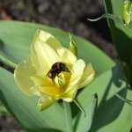 tulpe_2016_03_hummel