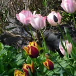 tulpenbeet_2016_04_25_islay