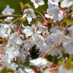 zierkirsche_2016_04_hummel