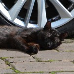 kater_2016_06_narben