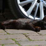 kater_2016_06_narben1