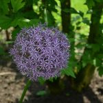 allium_2016_06_