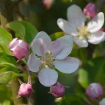 appleblossom_2016_05