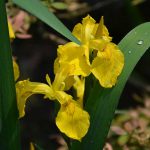 iris_2016_06