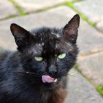 kater_2016_06_schleck