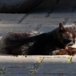 kater_2016_07_vollportrait