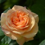 rose_2016_06_apricot