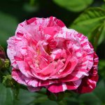 rose_2016_06_ferdinand