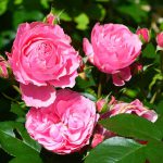 rose_2016_06_leonardo