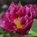 tulip_2016_05_purple