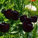 tulips_2016_05_black