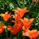 tulips_2016_05_orange