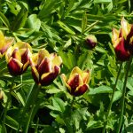 tulips_2016_05_red_yellow