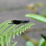 Calopteryx_splendens_2016_07