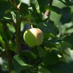 apfel_2016_07