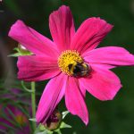 cosmea_2016_07_hummel