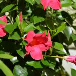 dipladenia_2016_07