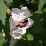 eibisch_2016_07_hummel2