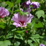 eibisch_2016_07_violett_einfach