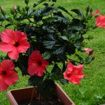 hibiskus_2016_07