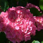 hortensie_2016_07_rosa