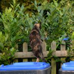 maxine_2016_08_dustbins3