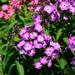 phlox_2016_07