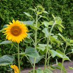 sonnenblumen_2016_07