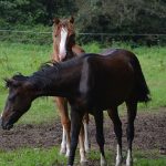 yearlings_2016_08