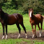 yearlings_2016_08_a