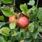 apples_2016_09