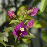 bougainville_2016_09