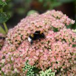 fettehenne_2016_09_hummel