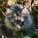 islay_2016_09_katzenminze