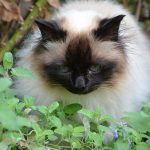 joschi_2016_09_katzenminze