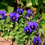 pansies_2016_09