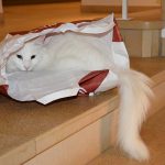 isfrid_2016_10_paperbag2