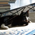 mira_2016_10_sonne
