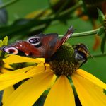 tagpfauenauge_hummel_2016_09_sonnenhut7