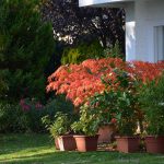 ahorn_2016_10_terrasse