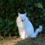 isfrid_2016_10_yawn1a