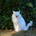 isfrid_2016_10_yawn1b