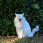 isfrid_2016_10_yawn1c